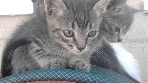 Rehoming found kitten &183; Tallahassee &183; 1217 pic. . Kittens free to good home